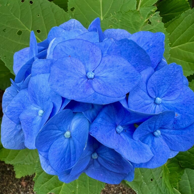 紫陽花を愉しむ