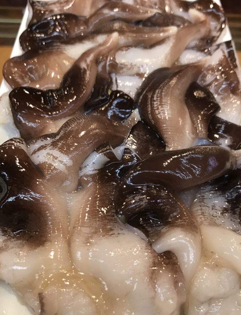春の魚たち