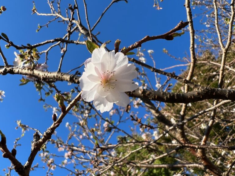 秋に咲く桜