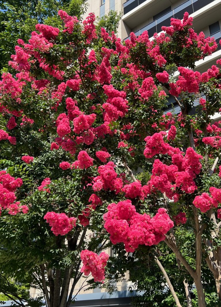 暑中お見舞い・・・向日葵と並んで好きな花