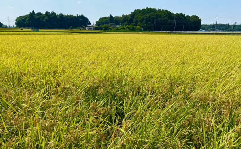 お米の取材をしてきました