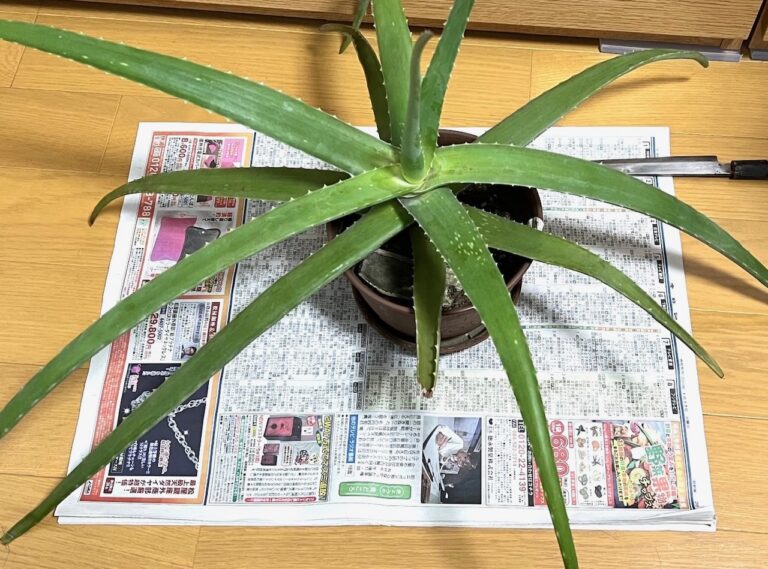 アロエを食す