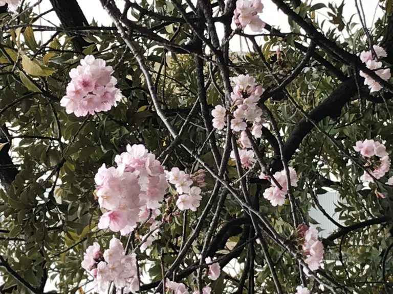 早咲きの桜