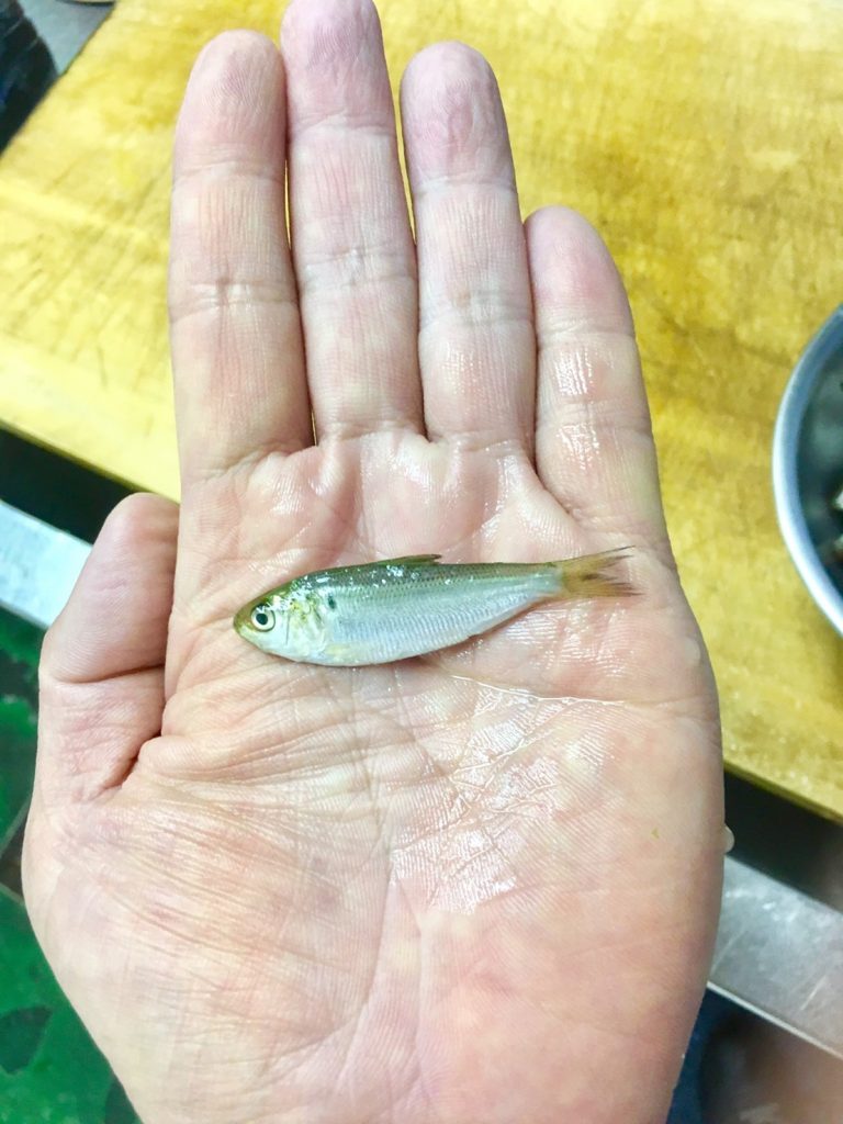 夏の味覚　新子