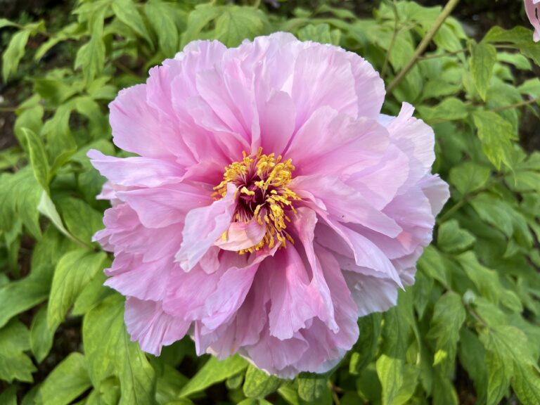 花見を過ぎても花見