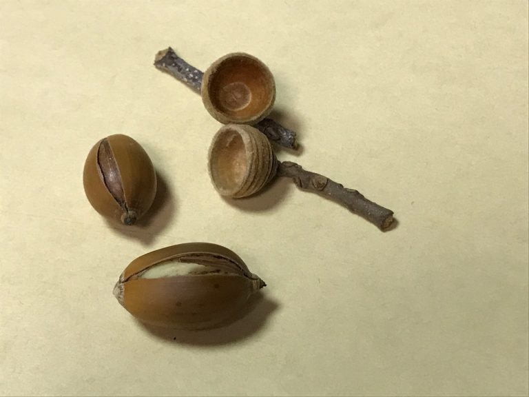 どんぐり拾い