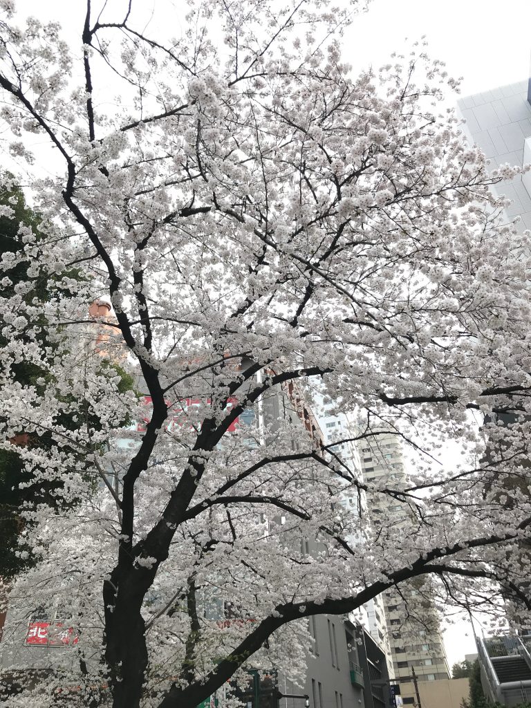 普段着の桜