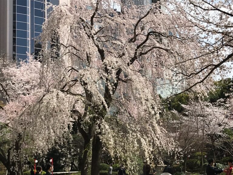 お花見をしてきました