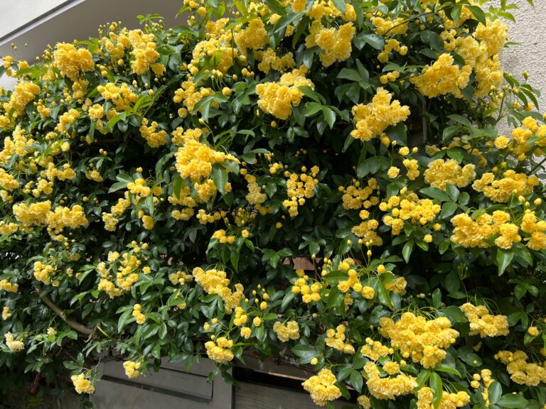 色とりどりの花たちが！