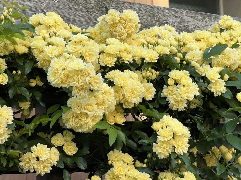 花にかこまれて