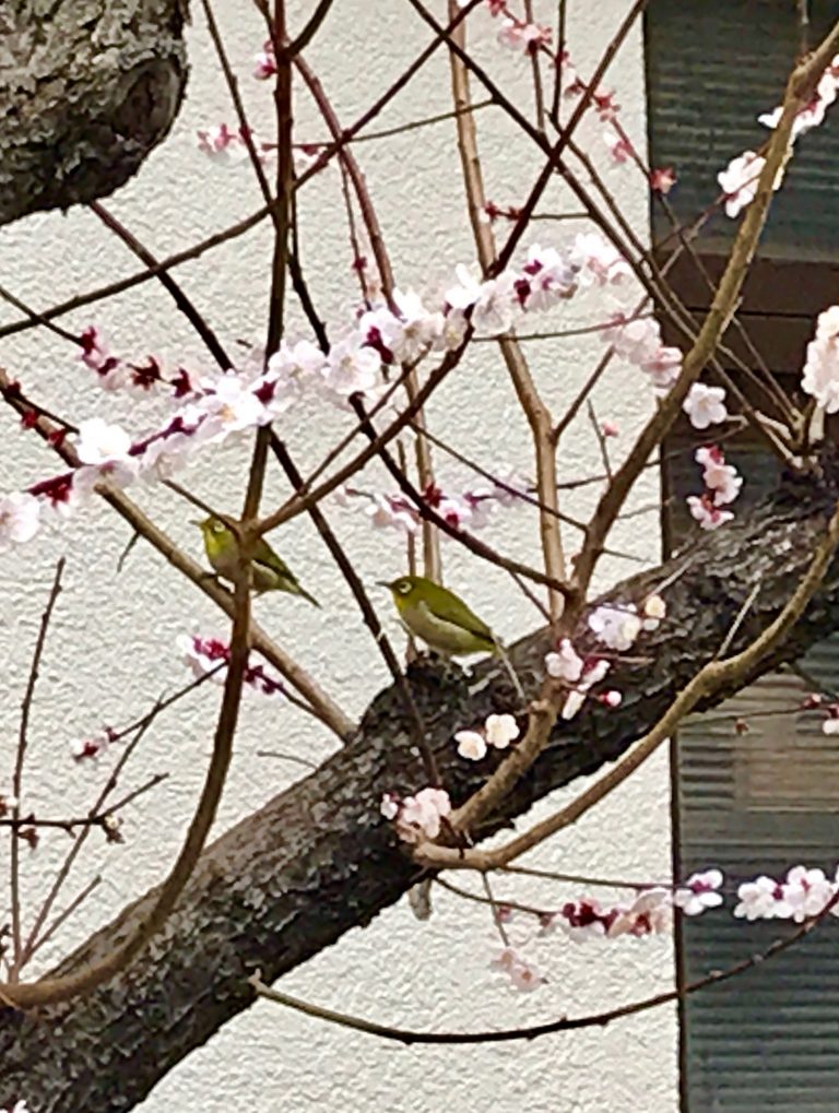 梅と鶯と