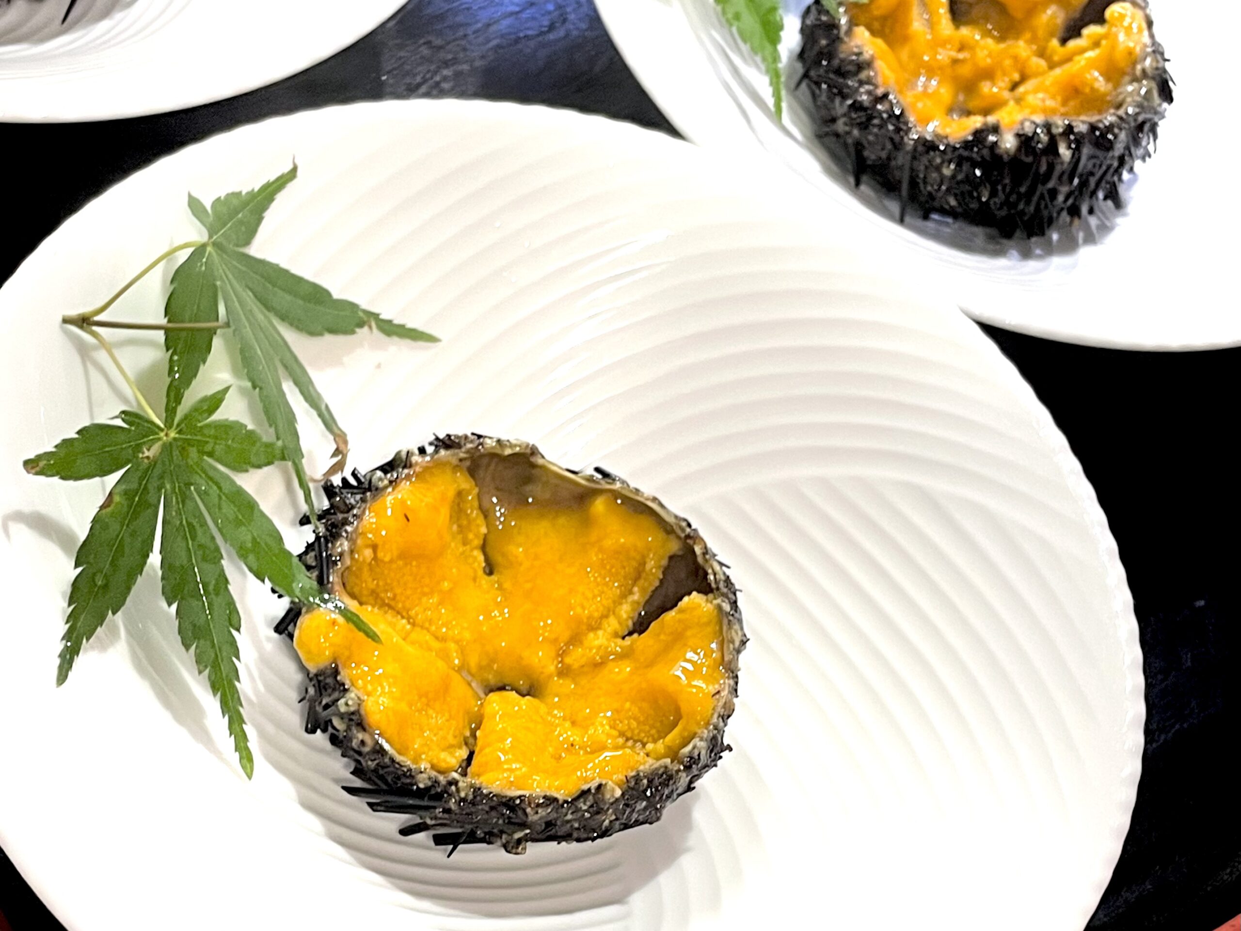 sea_urchin